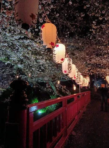 桜と提灯