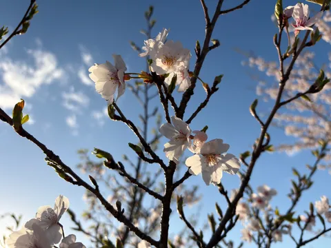 青空に舞う、春の光