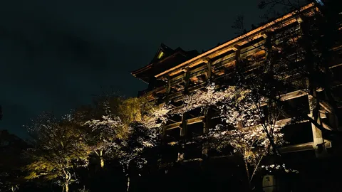 夜桜と古刹の幻想的な競演