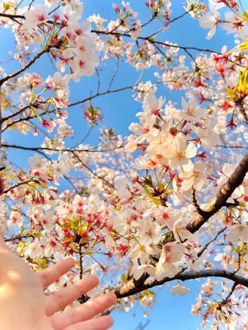 陽光きらめく桜と青空