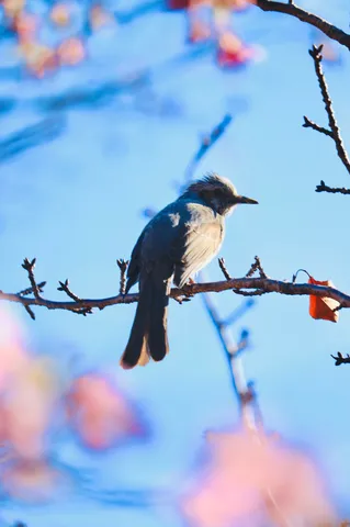枝の上で一息、鳥さんの世界