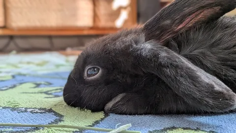黒い毛並みの静かな眠り