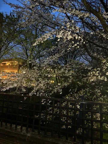 宵闇に輝く桜の情景