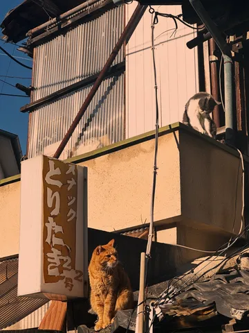 猫たちの見守る静かな時間