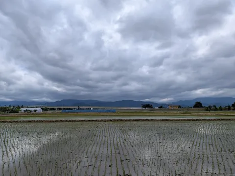 曇り空と田んぼのコントラスト