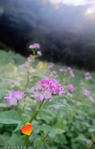 花畑のピンク風景