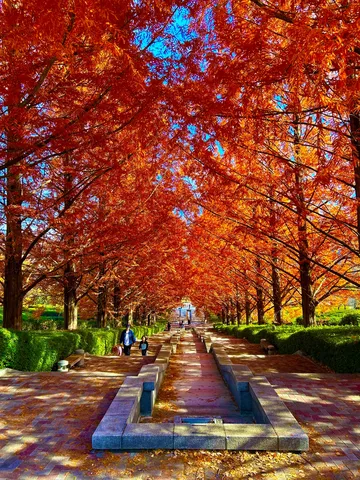 紅葉の回廊、光の余韻