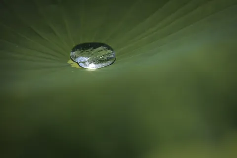 葉脈に宿る水滴の輝き