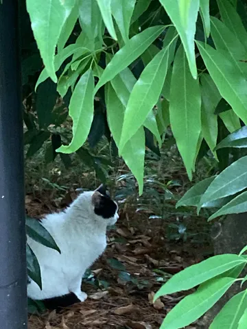 緑葉と白黒猫の静かな時間