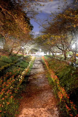 夜の小径に咲く花の道