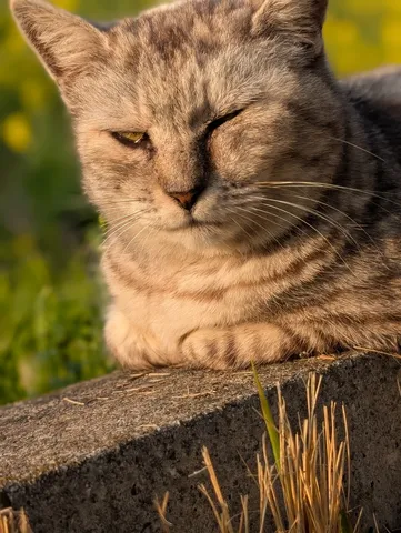 風が止んだ午後の猫