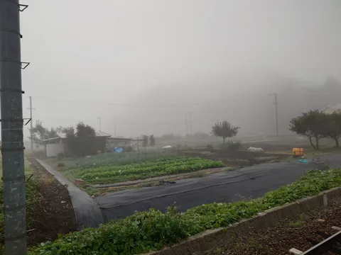霧に包まれた田園風景