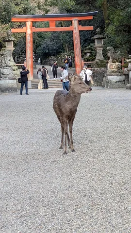鹿がお出迎え！映えスポット