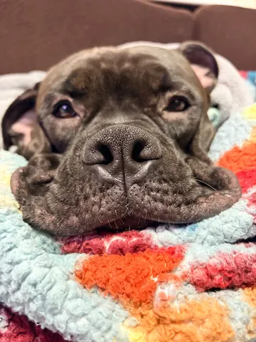 もふもふ毛布に顔をうずめる犬