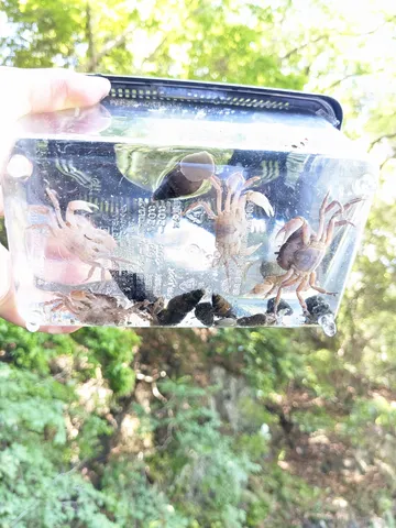 さわがに。