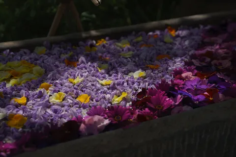 花びらの海にダイブ！