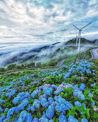 雲海を望む青い花道