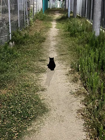 路地に現れた黒い影