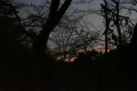 静かな夕暮れの木立