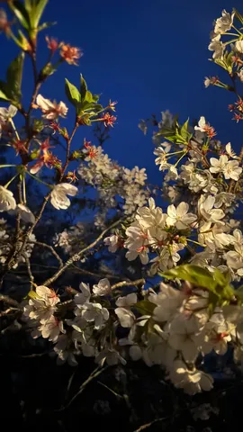 夜空を彩る、儚い桜の囁き