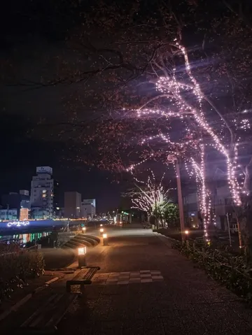 光が囁く夜の遊歩道