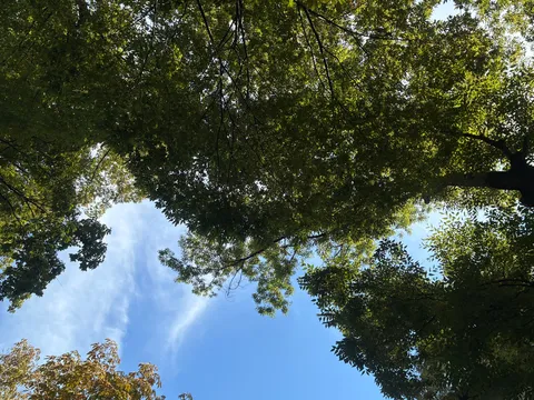 空を包む木の輪舞曲