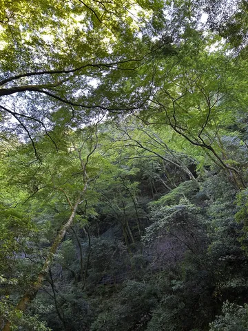 木漏れ日の森、緑のトンネル
