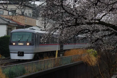桜並木を走る電車