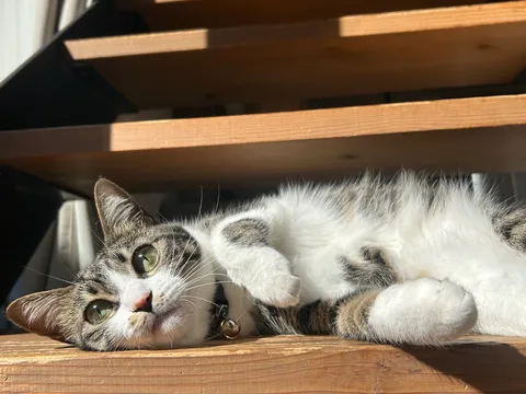 午後の光をまとう猫