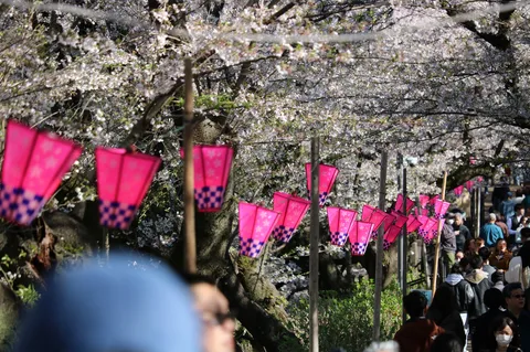 桜を照らすピンク提灯の道