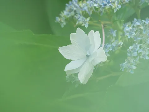 柔らかな光に包まれた白い花