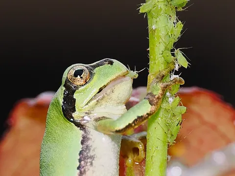 緑の瞳が草を登る
