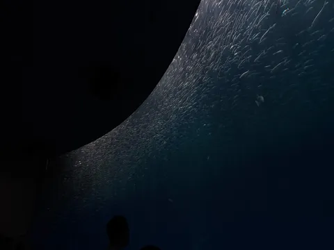 深淵に泳ぐ光の群れ