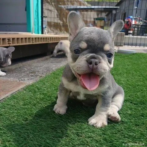 芝生に座る子犬の微笑み