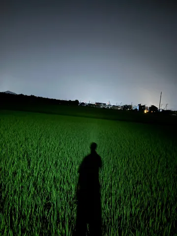 夜の田んぼに浮かぶ影