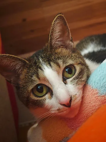 窓辺の瞳が光る猫