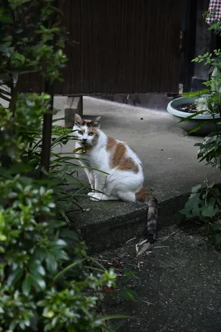 「見てるニャ？」 塀際の紳士