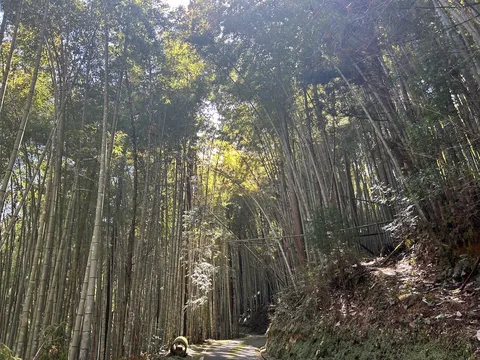 静寂に包まれた竹林の道