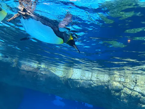 水中を泳ぐペンギン