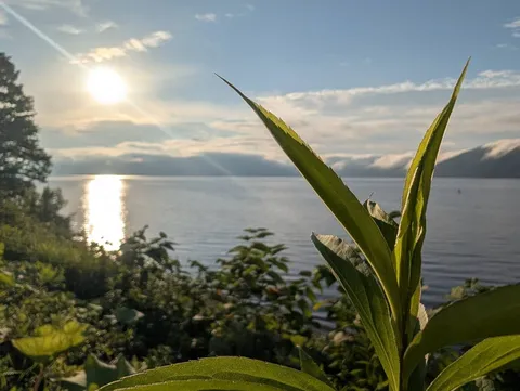 朝日に輝く湖畔の緑