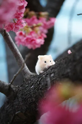 はむちゃんの桜見物
