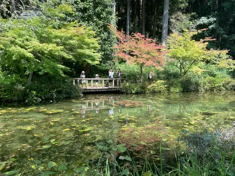 木漏れ日と水面のコントラスト