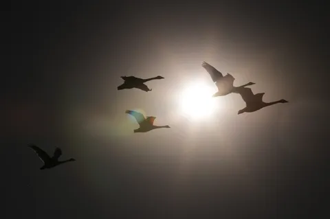 日没と鳥影の飛翔