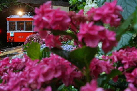 雨粒と紫陽花、そしてレトロ電車