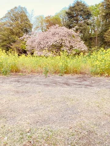 春うららかな菜の花と桜の競演