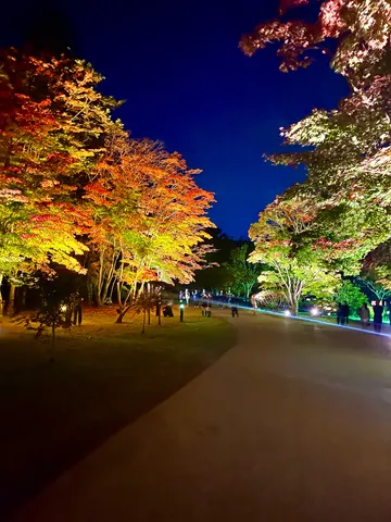 幻想的な夜の紅葉並木