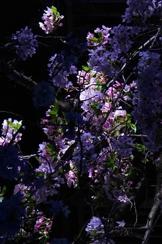 夜桜、幻想的な世界へ誘う