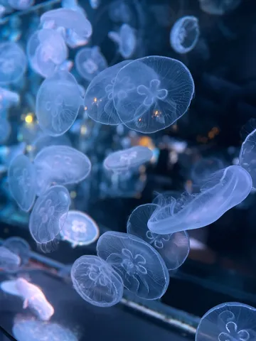 静寂の海を漂う光のクラゲたち