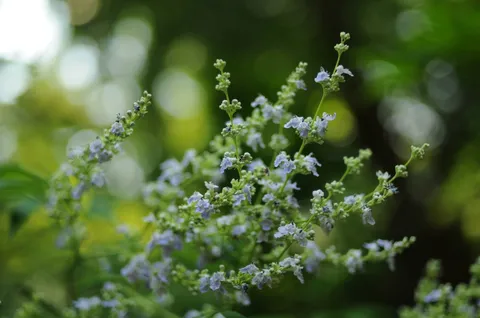 雨上がりの紫陽花、みずみずしい朝
