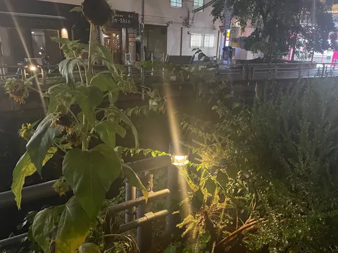 夜に咲くひまわりの憂愁